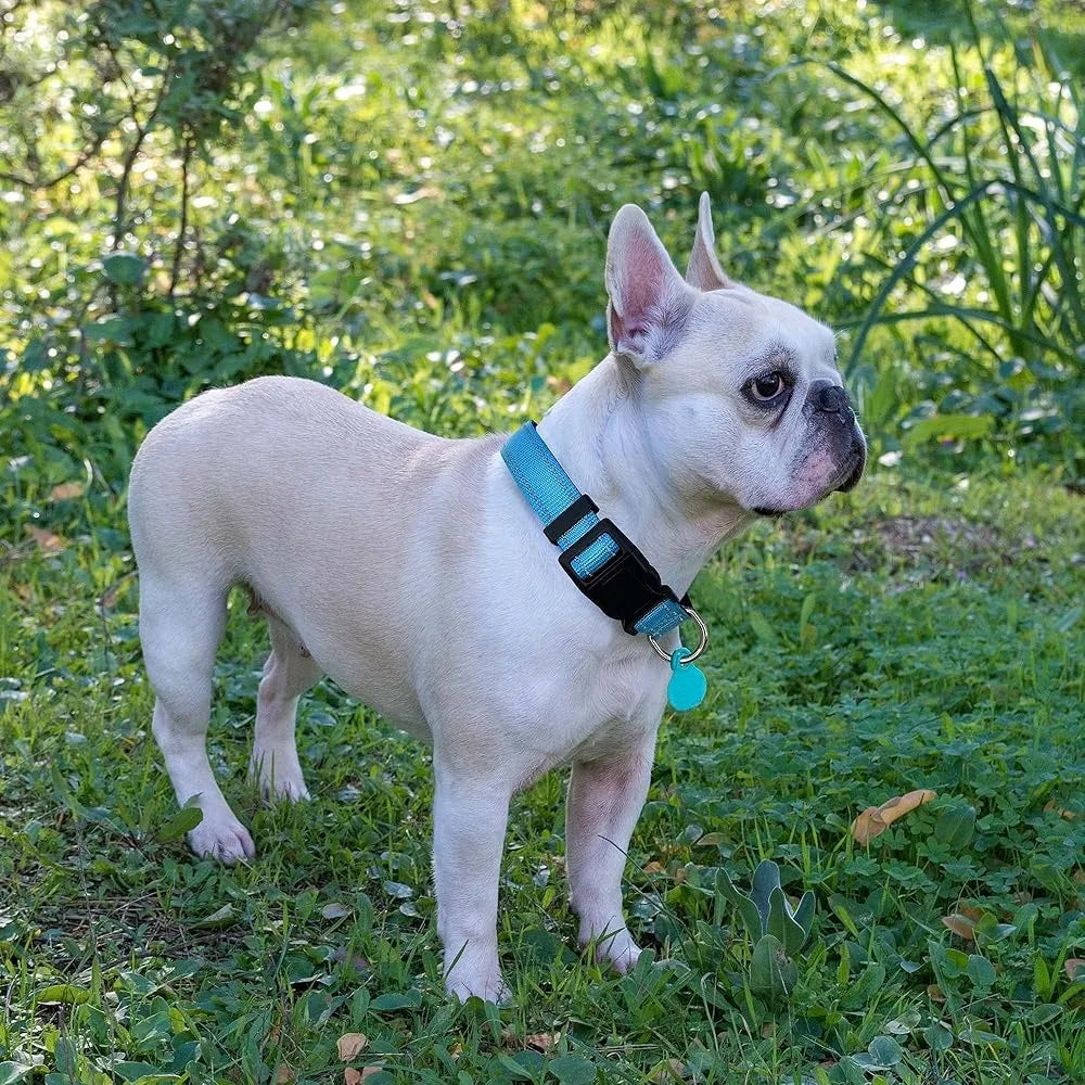 Ladoogo Reflective Padded Adjustable Dog Collar Nylon Leash